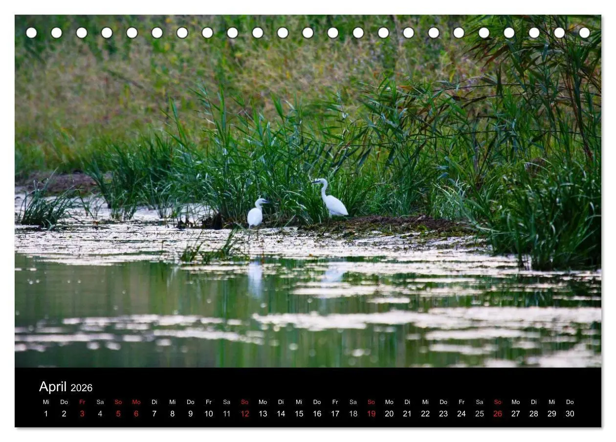Bild: 9783516168327 | Donaudelta (Tischkalender 2026 DIN A5 quer), CALVENDO Monatskalender