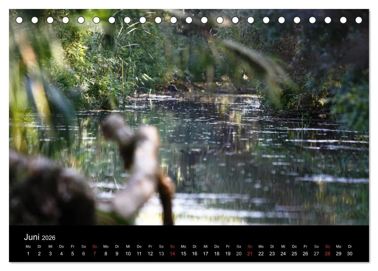 Bild: 9783516168327 | Donaudelta (Tischkalender 2026 DIN A5 quer), CALVENDO Monatskalender