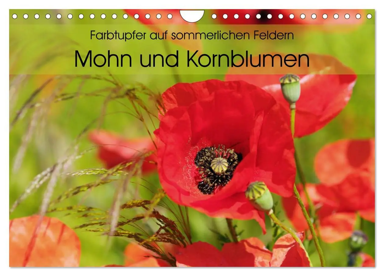 Cover: 9783516088427 | Farbtupfer auf sommerlichen Feldern - Mohn und Kornblumen...