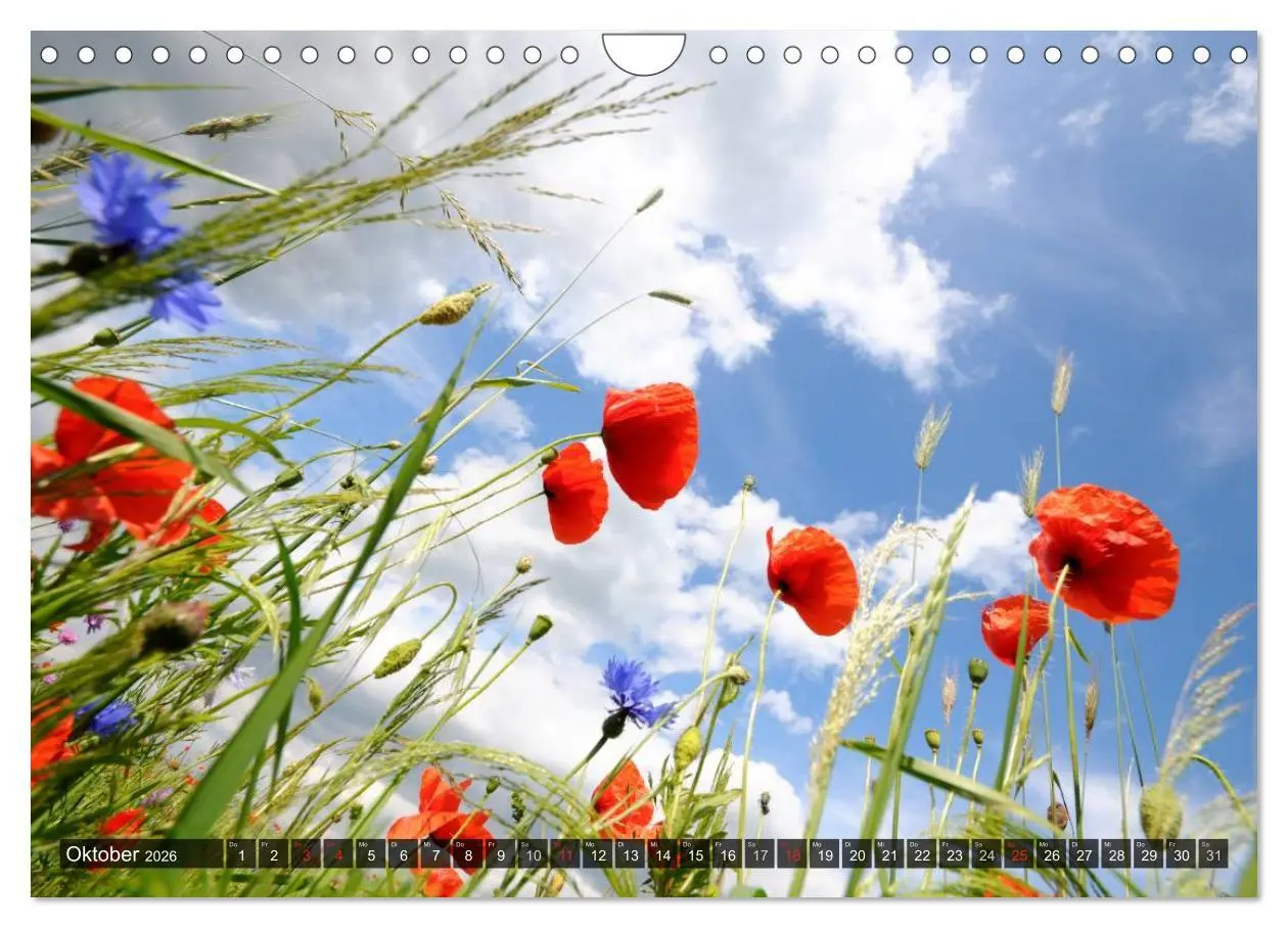 Bild: 9783516088427 | Farbtupfer auf sommerlichen Feldern - Mohn und Kornblumen...