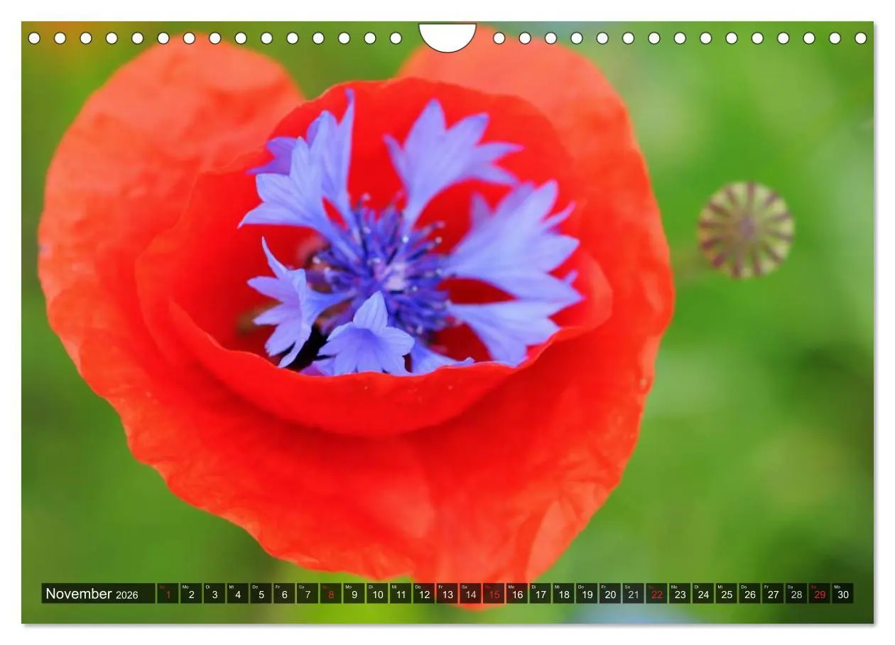 Bild: 9783516088427 | Farbtupfer auf sommerlichen Feldern - Mohn und Kornblumen...