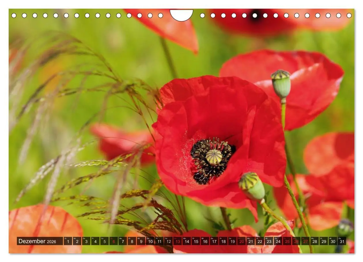 Bild: 9783516088427 | Farbtupfer auf sommerlichen Feldern - Mohn und Kornblumen...