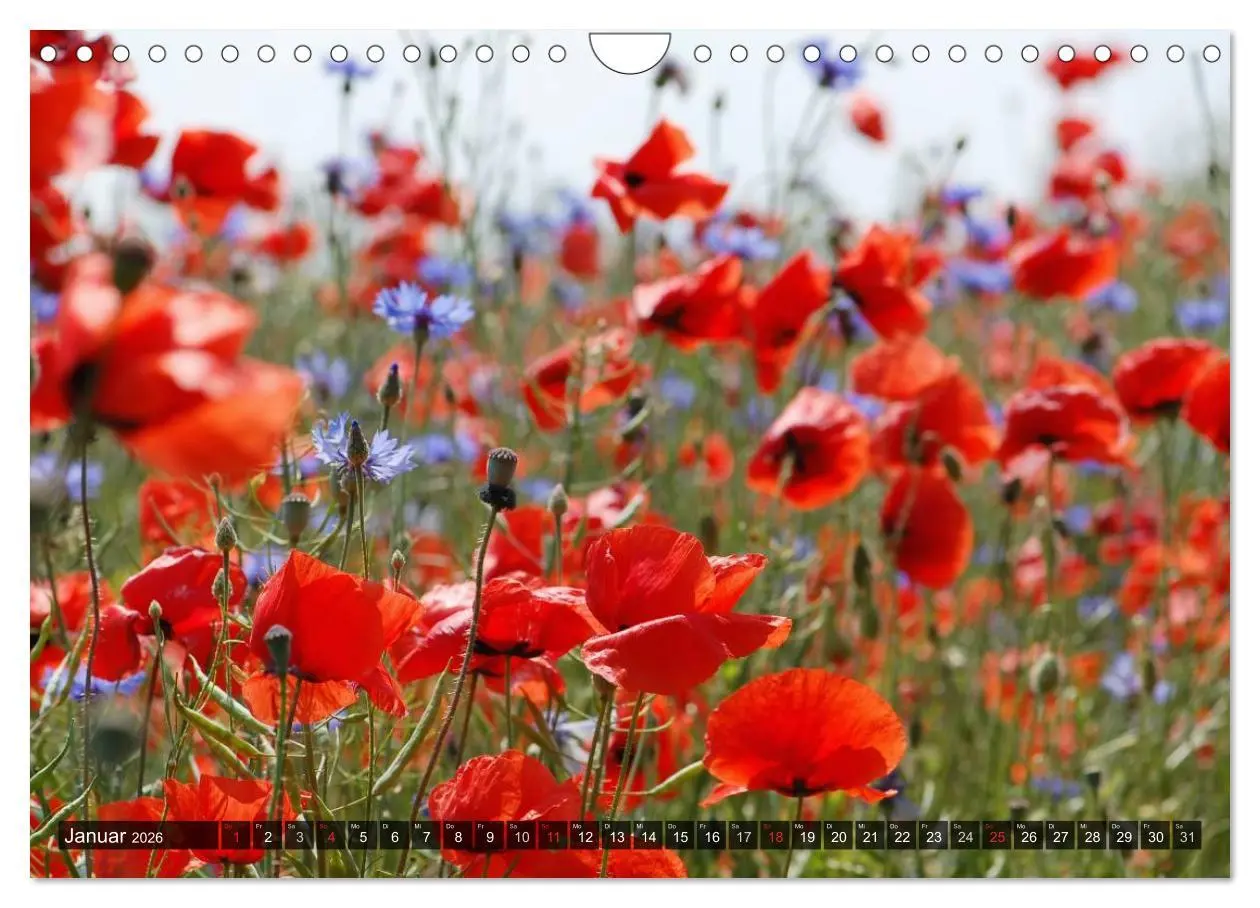 Bild: 9783516088427 | Farbtupfer auf sommerlichen Feldern - Mohn und Kornblumen...