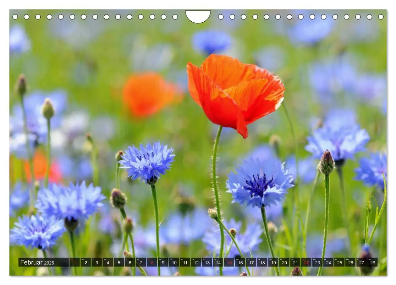 Bild: 9783516088427 | Farbtupfer auf sommerlichen Feldern - Mohn und Kornblumen...