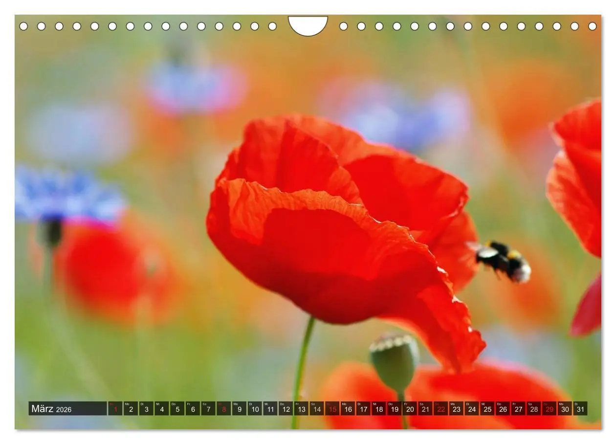 Bild: 9783516088427 | Farbtupfer auf sommerlichen Feldern - Mohn und Kornblumen...