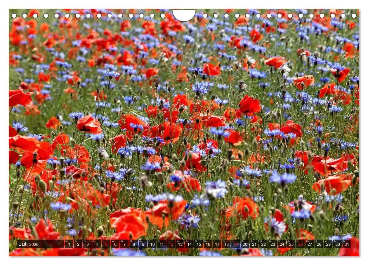 Bild: 9783516088427 | Farbtupfer auf sommerlichen Feldern - Mohn und Kornblumen...