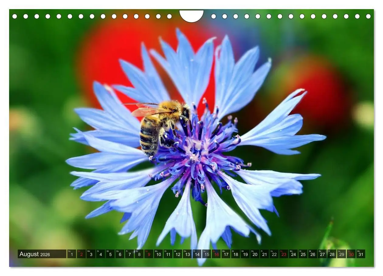 Bild: 9783516088427 | Farbtupfer auf sommerlichen Feldern - Mohn und Kornblumen...