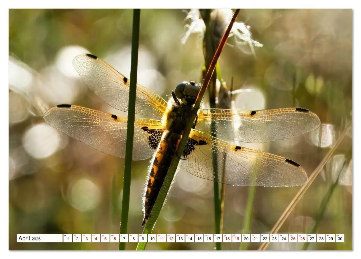 Bild: 9783516608427 | Impressionen aus dem Moor (Tischkalender 2026 DIN A5 quer),...