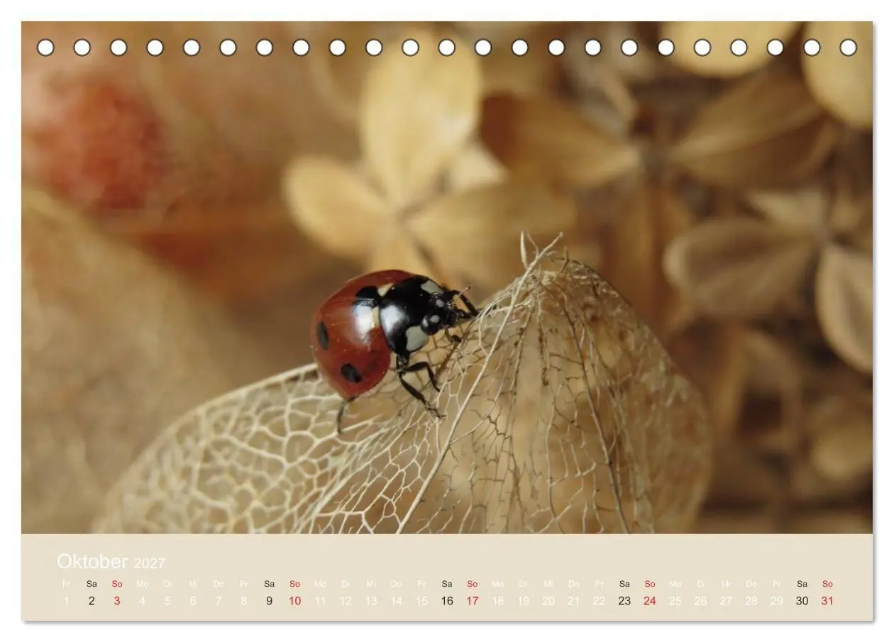 Bild: 9783594138427 | Kleine Glückskäfer (Tischkalender 2027 DIN A5 quer), CALVENDO...