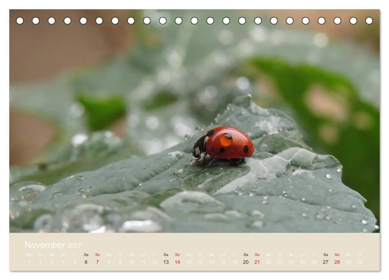 Bild: 9783594138427 | Kleine Glückskäfer (Tischkalender 2027 DIN A5 quer), CALVENDO...