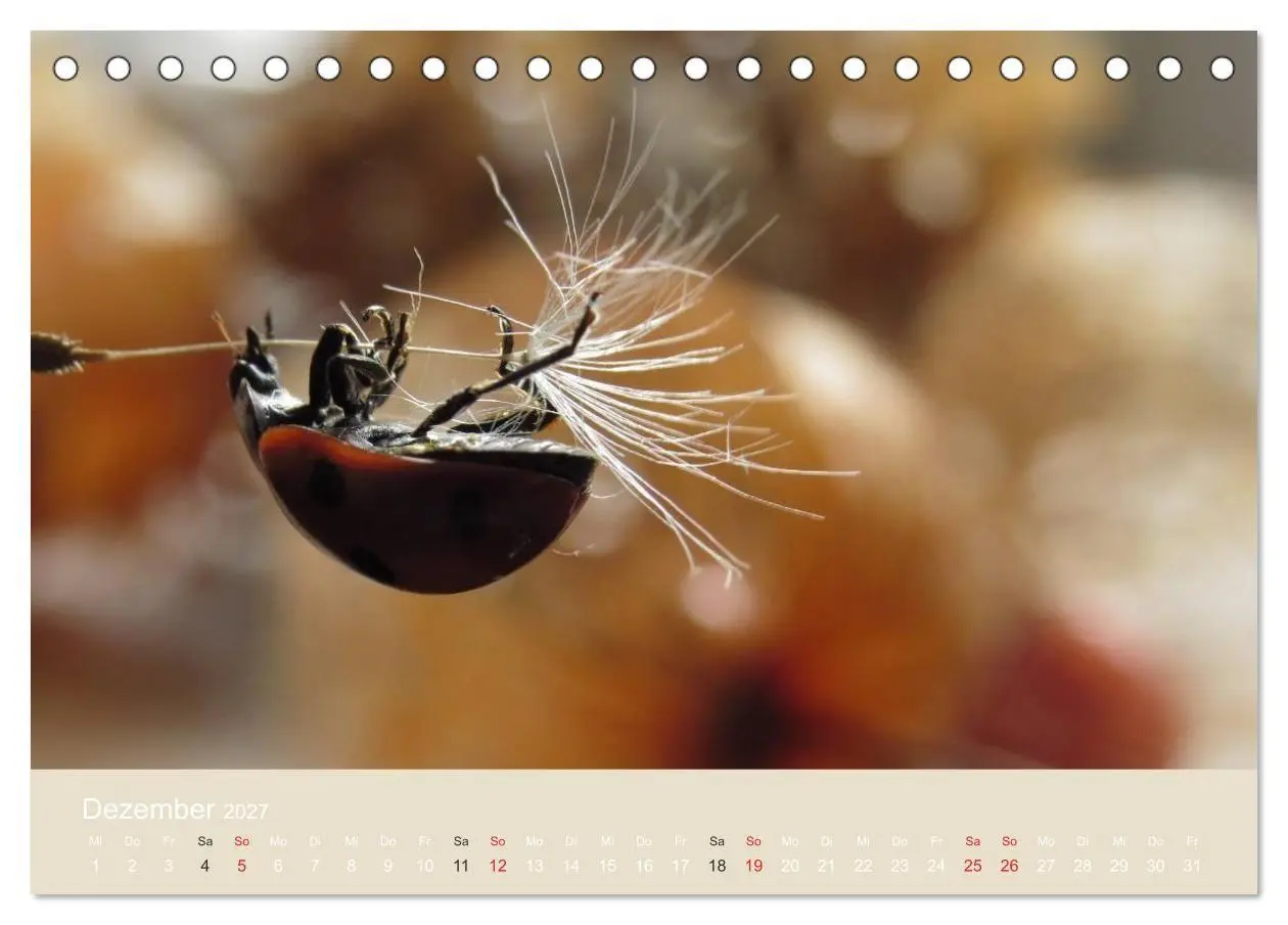 Bild: 9783594138427 | Kleine Glückskäfer (Tischkalender 2027 DIN A5 quer), CALVENDO...