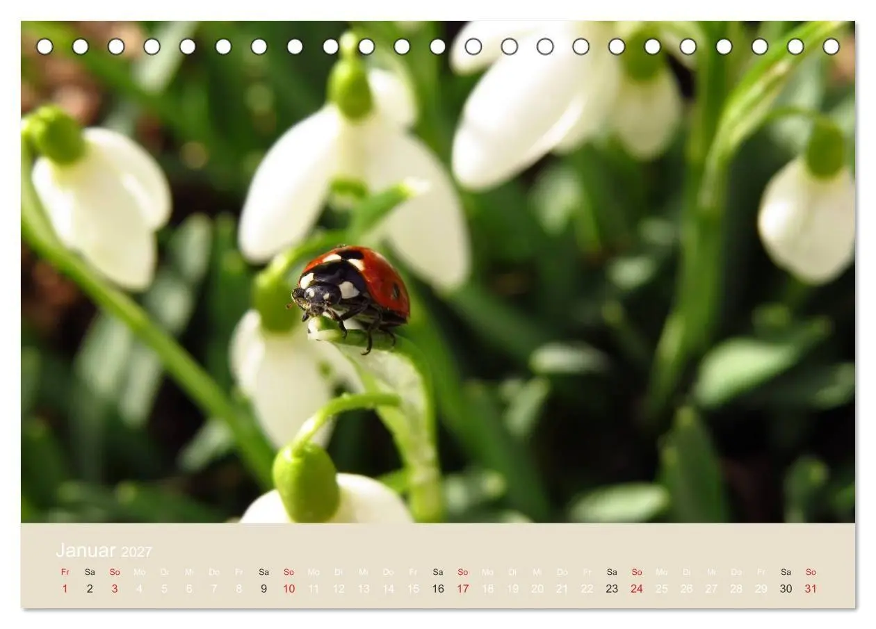 Bild: 9783594138427 | Kleine Glückskäfer (Tischkalender 2027 DIN A5 quer), CALVENDO...