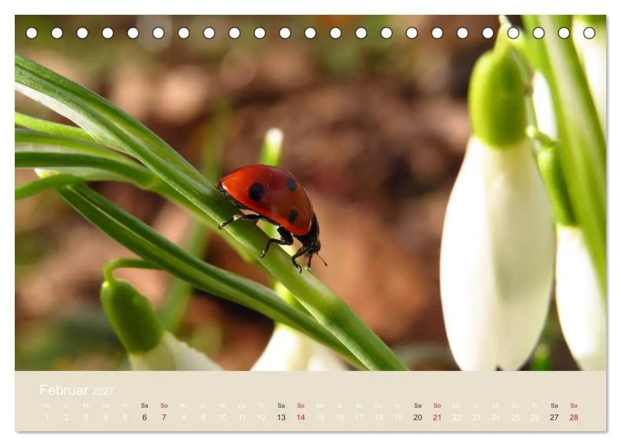 Bild: 9783594138427 | Kleine Glückskäfer (Tischkalender 2027 DIN A5 quer), CALVENDO...