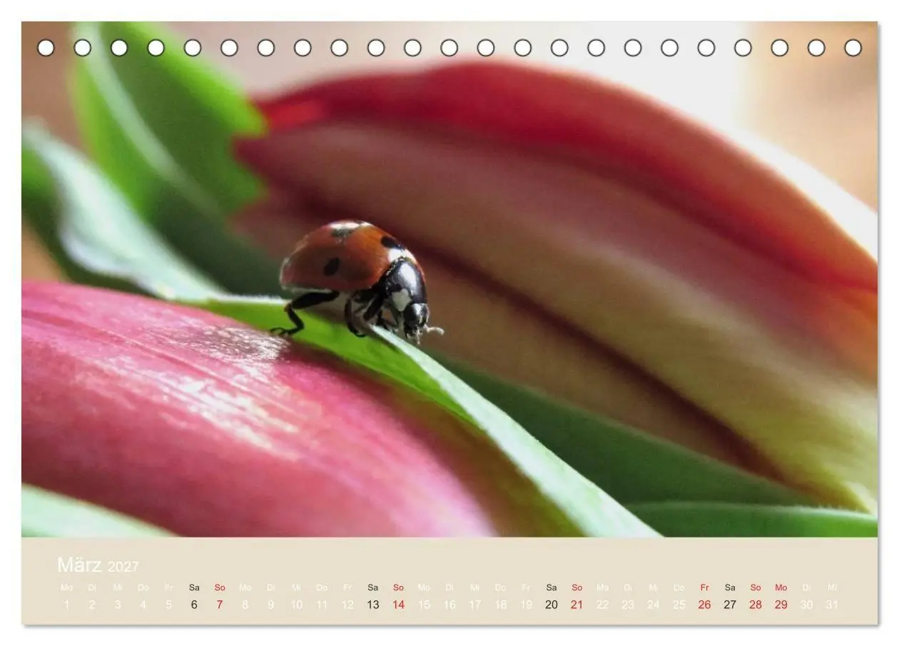 Bild: 9783594138427 | Kleine Glückskäfer (Tischkalender 2027 DIN A5 quer), CALVENDO...