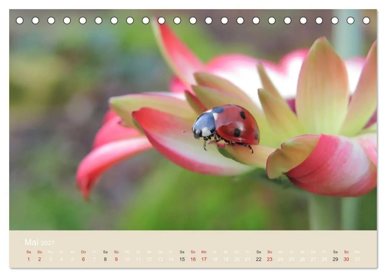 Bild: 9783594138427 | Kleine Glückskäfer (Tischkalender 2027 DIN A5 quer), CALVENDO...