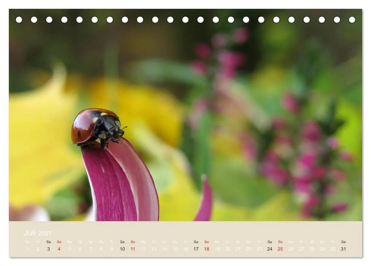 Bild: 9783594138427 | Kleine Glückskäfer (Tischkalender 2027 DIN A5 quer), CALVENDO...