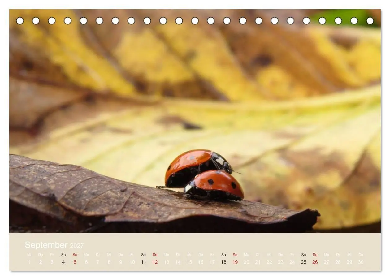 Bild: 9783594138427 | Kleine Glückskäfer (Tischkalender 2027 DIN A5 quer), CALVENDO...