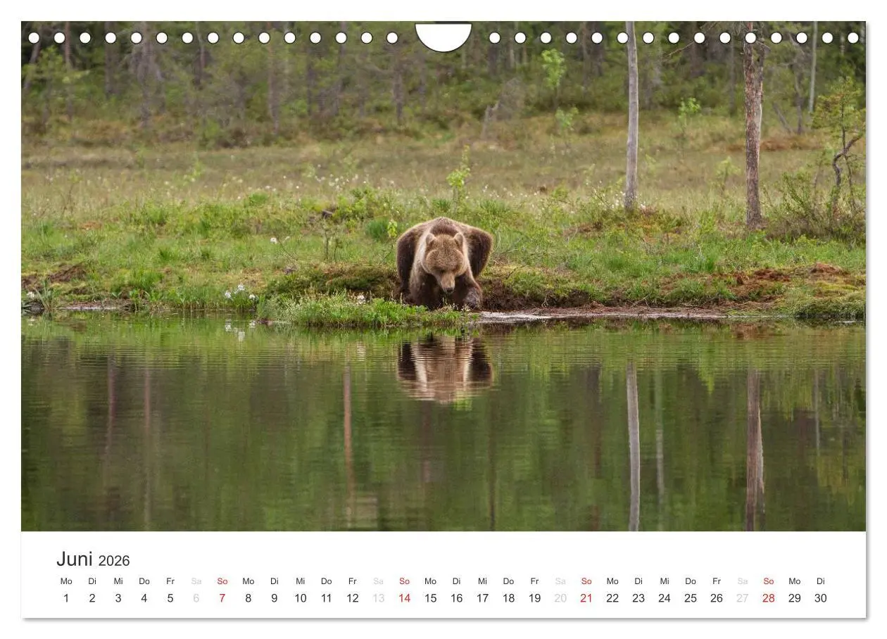 Bild: 9783516078527 | Naturparadies Finnland (Wandkalender 2026 DIN A4 quer), CALVENDO...