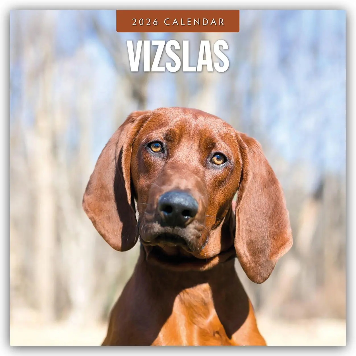 Cover: 9781804428627 | Vizslas 2026 Square Wall Calendar | Red Robin | Taschenbuch | 14 S.