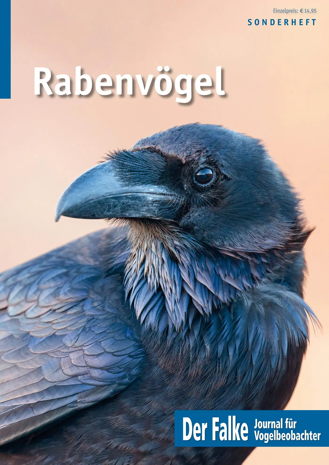 Cover: 9783891048627 | Rabenvögel | Redaktion Der Falke | Broschüre | 64 S. | Deutsch | 2024