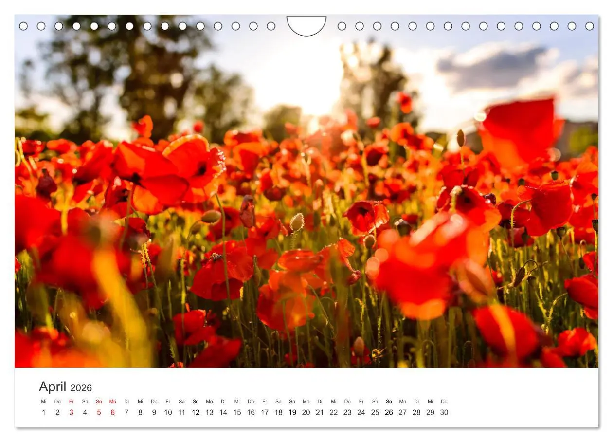 Bild: 9783457578827 | Spanien - ein Land zum Verlieben. (Wandkalender 2026 DIN A4 quer),...