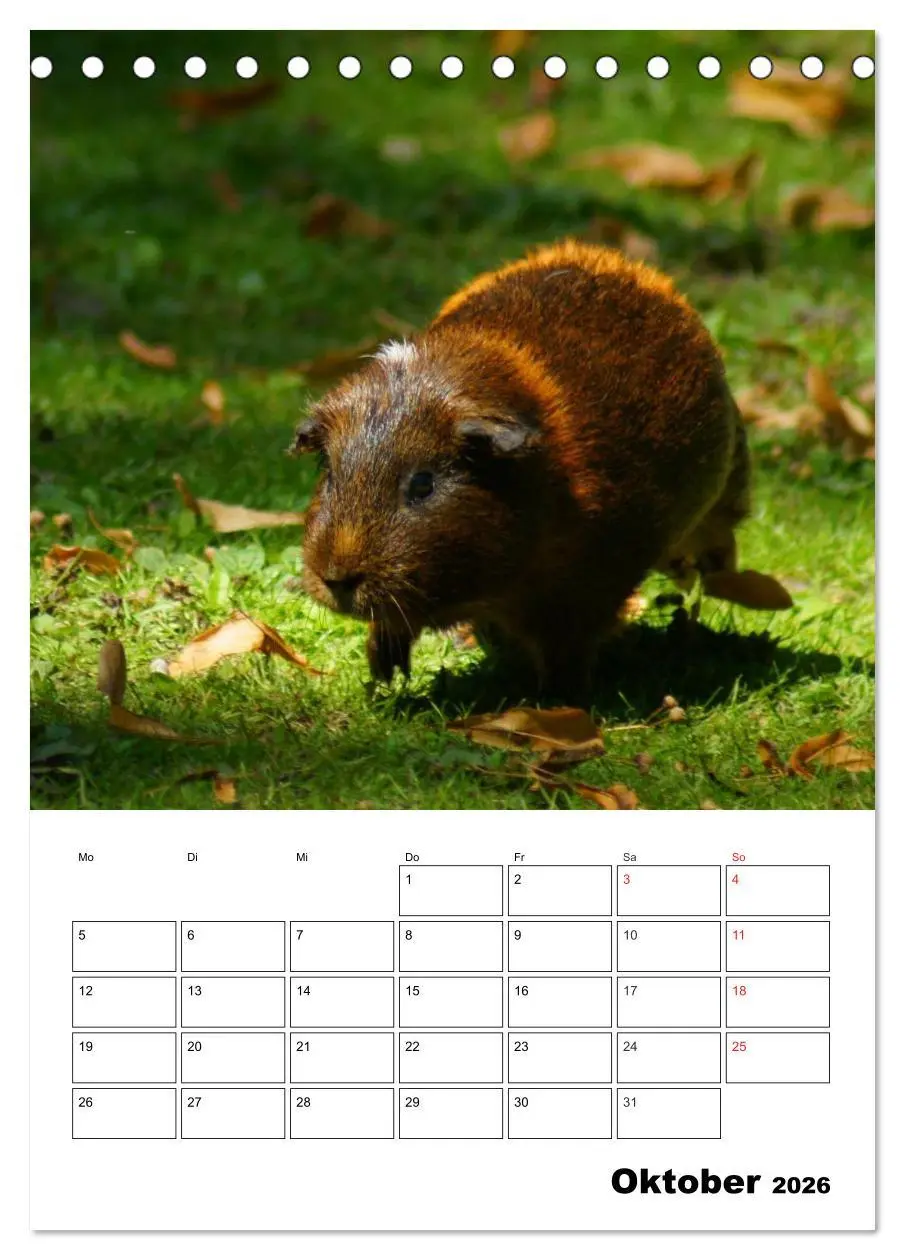 Bild: 9783516428827 | Meerschweinchen Terminplaner (Tischkalender 2026 DIN A5 hoch),...