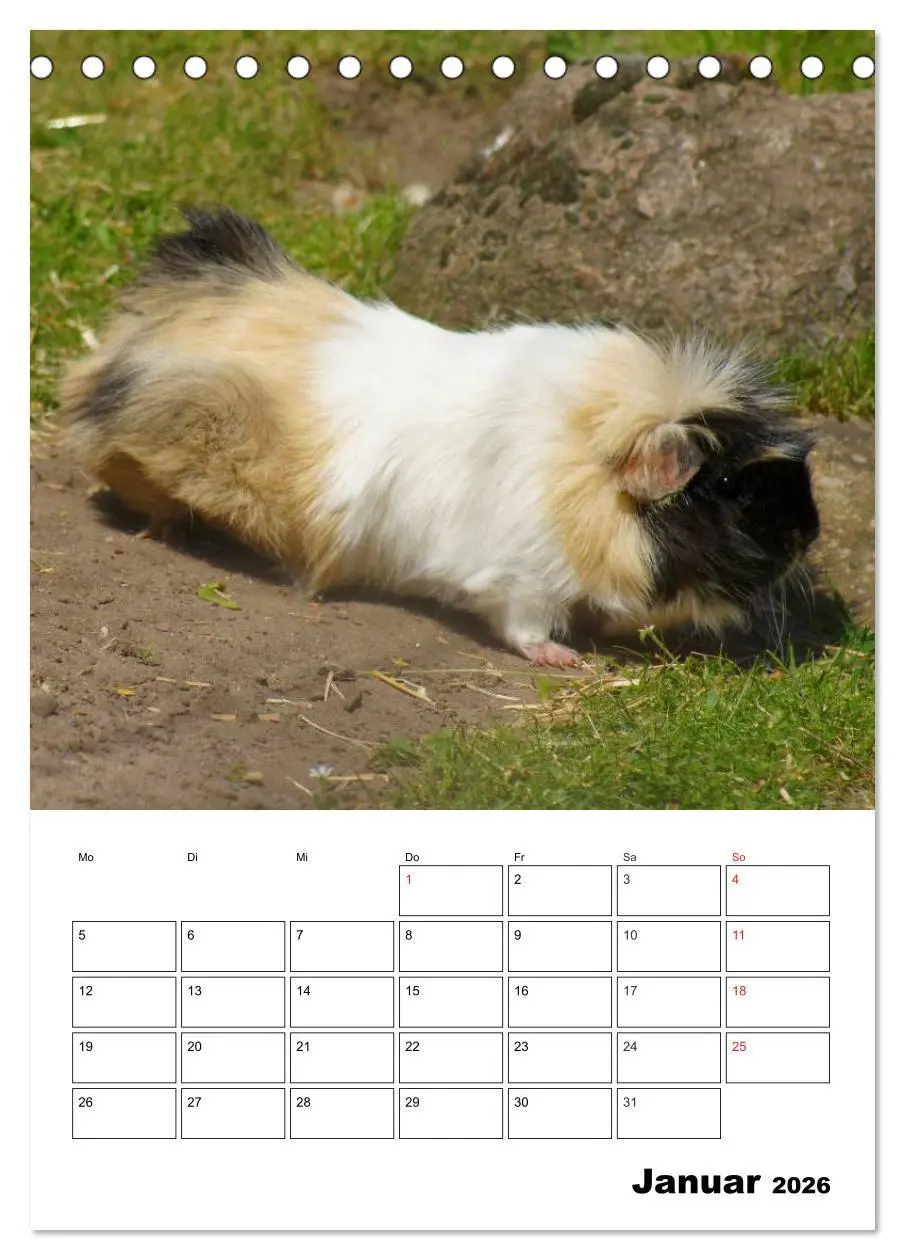 Bild: 9783516428827 | Meerschweinchen Terminplaner (Tischkalender 2026 DIN A5 hoch),...