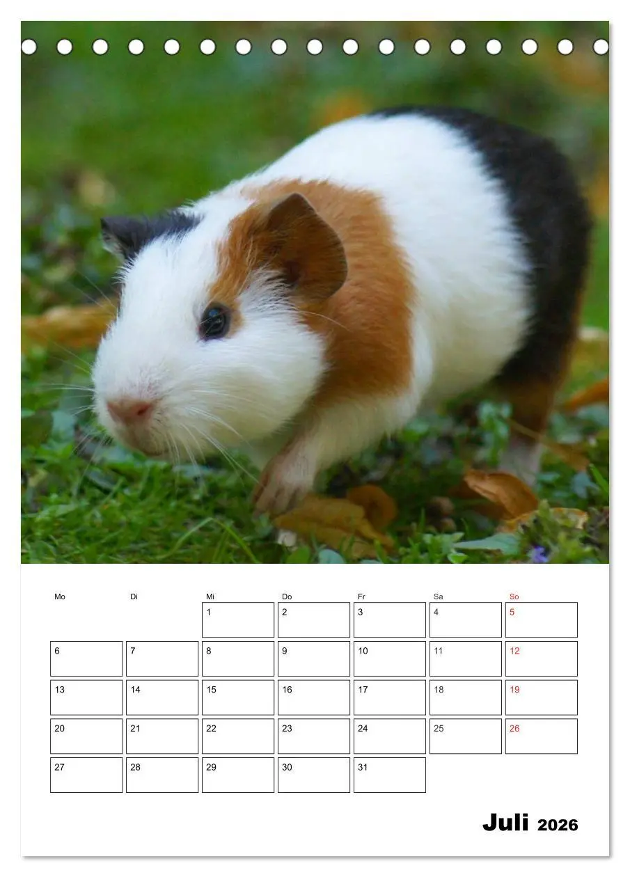 Bild: 9783516428827 | Meerschweinchen Terminplaner (Tischkalender 2026 DIN A5 hoch),...
