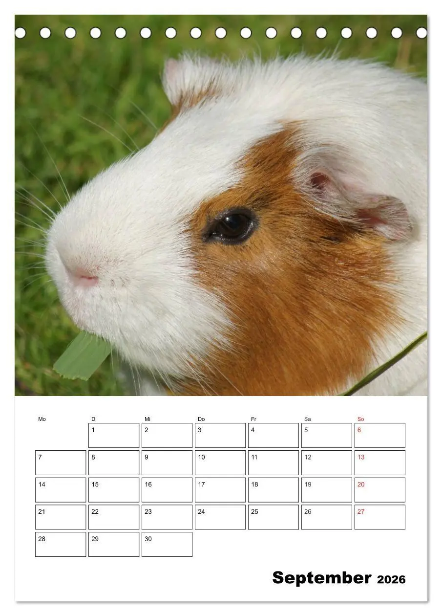 Bild: 9783516428827 | Meerschweinchen Terminplaner (Tischkalender 2026 DIN A5 hoch),...