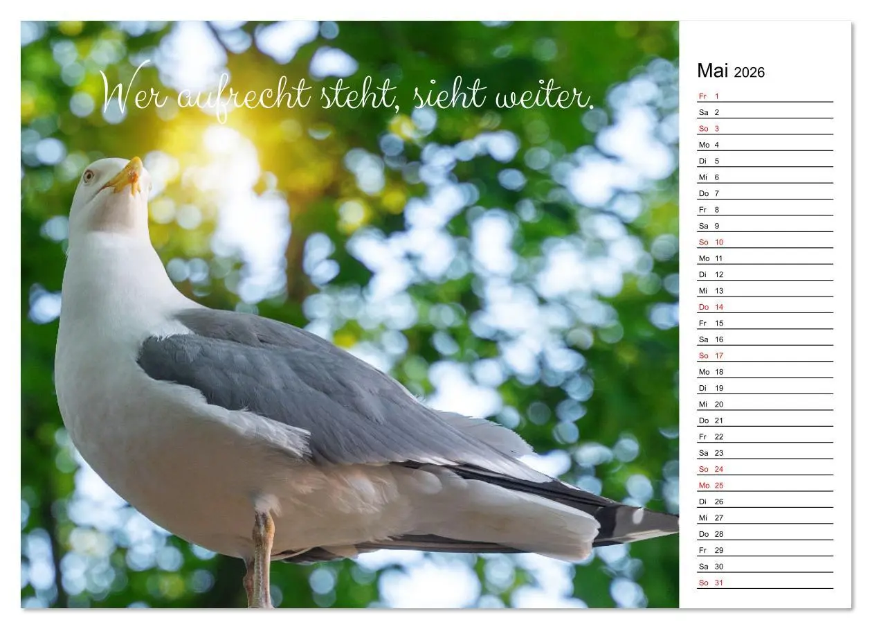Bild: 9783457328927 | Lebensweisheiten der Möwe - Im Flug des Lebens (Wandkalender 2026...