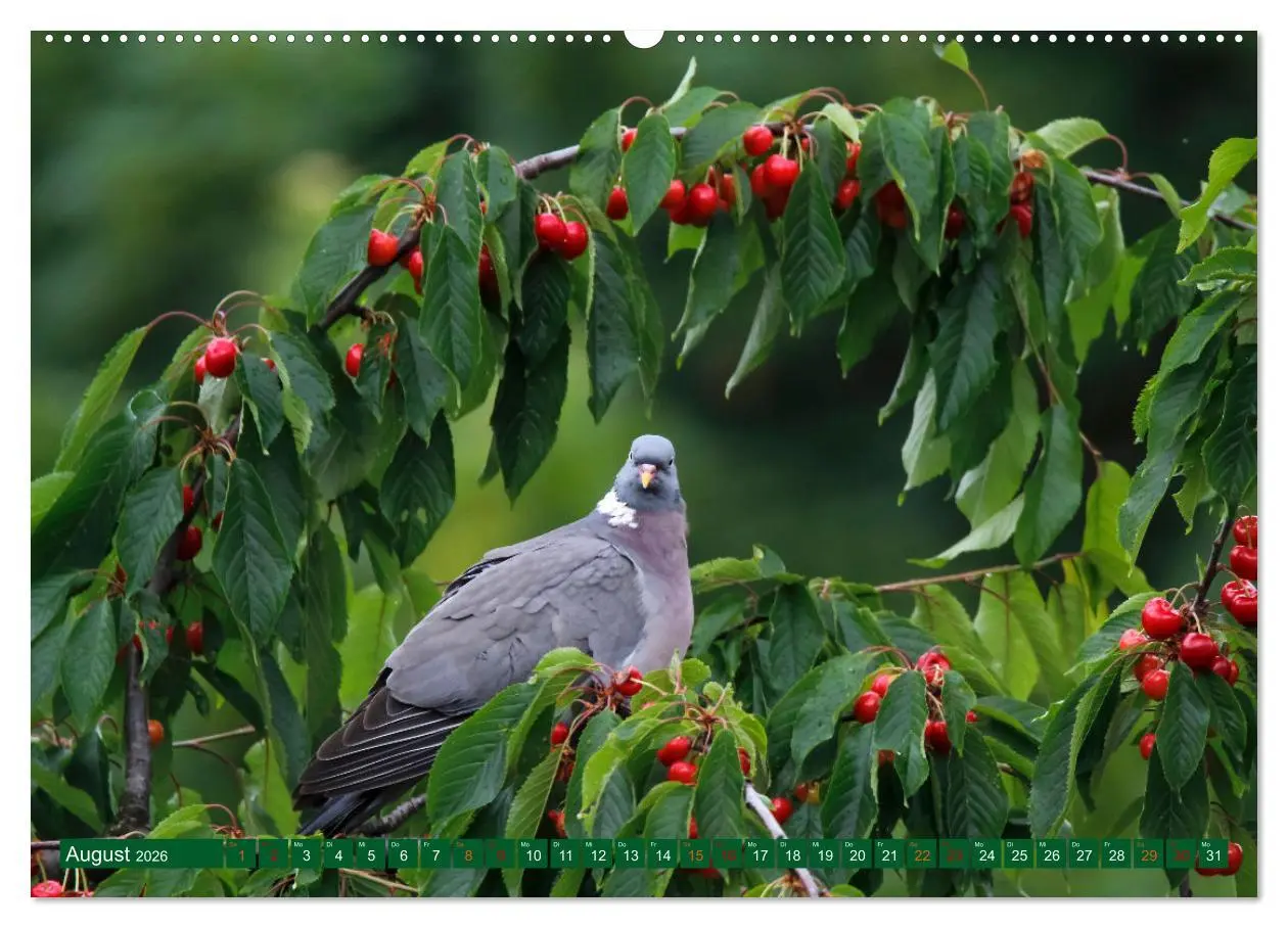 Bild: 9783457459027 | Ringeltauben (hochwertiger Premium Wandkalender 2026 DIN A2 quer),...