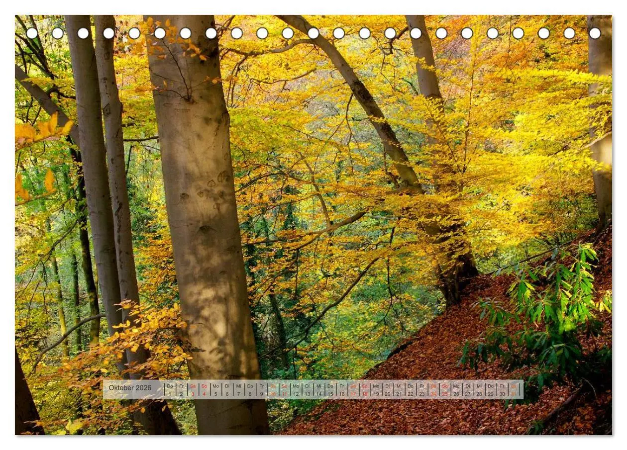 Bild: 9783457909027 | Wald im Bergischen Land 2026 (Tischkalender 2026 DIN A5 quer),...