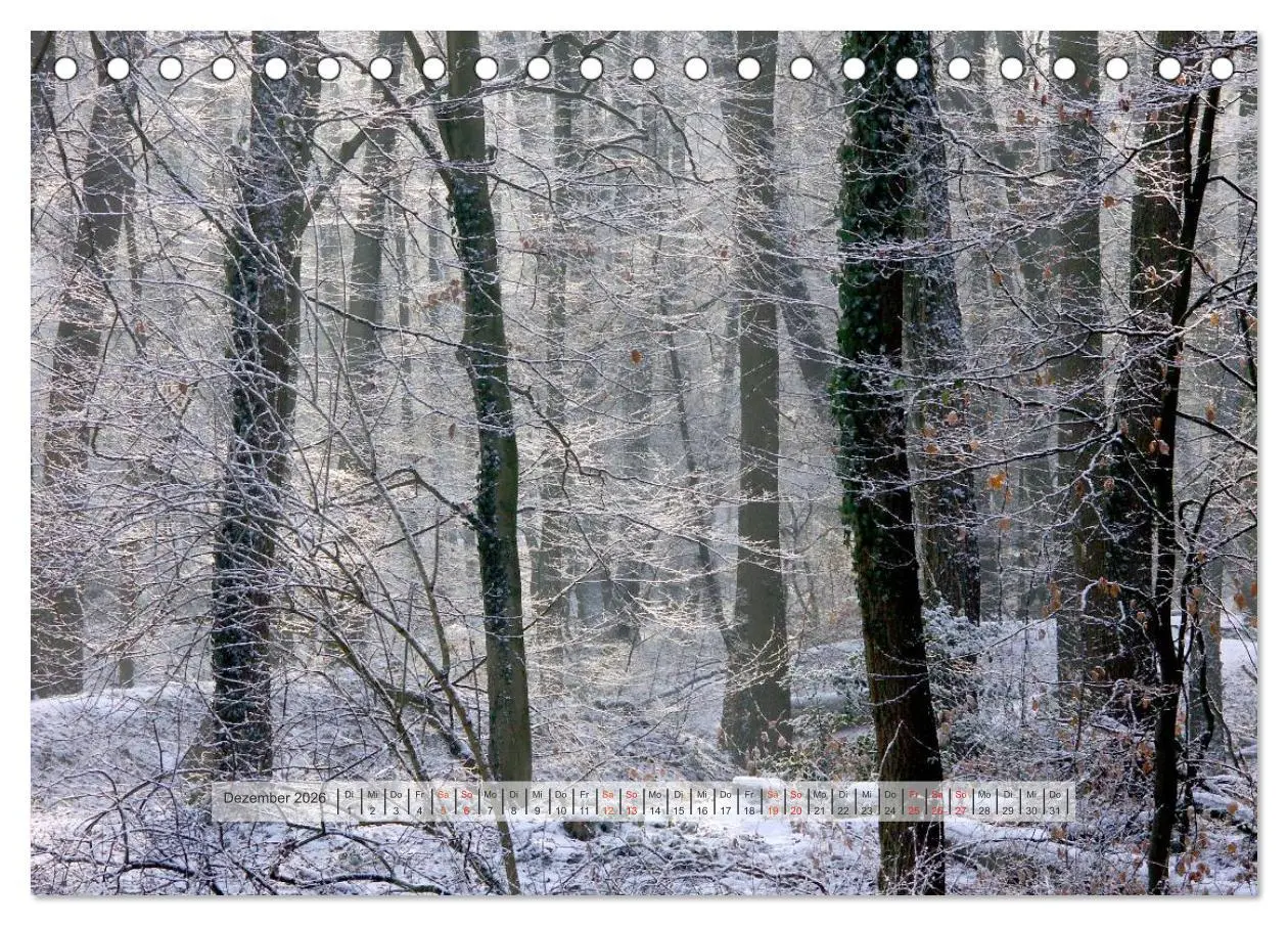 Bild: 9783457909027 | Wald im Bergischen Land 2026 (Tischkalender 2026 DIN A5 quer),...