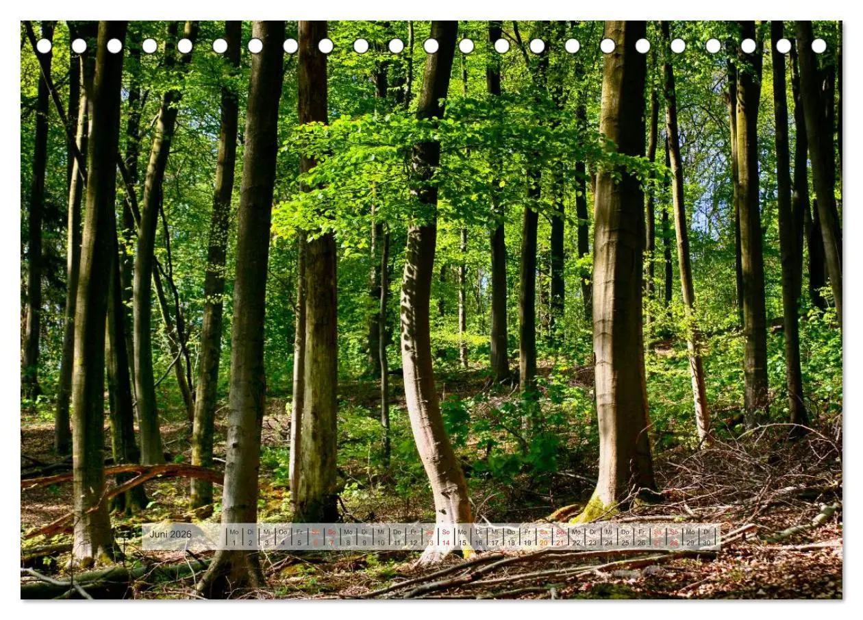 Bild: 9783457909027 | Wald im Bergischen Land 2026 (Tischkalender 2026 DIN A5 quer),...