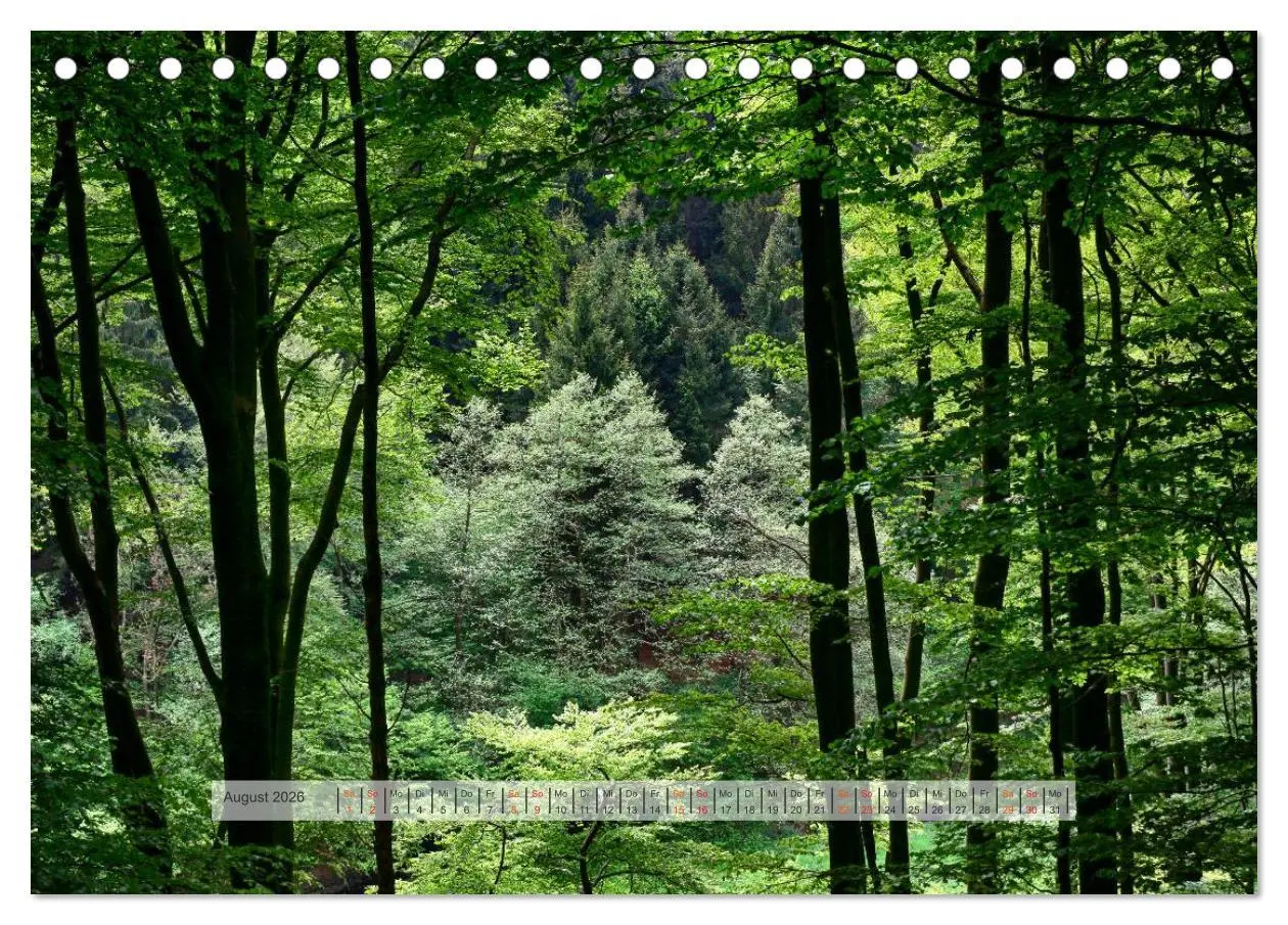 Bild: 9783457909027 | Wald im Bergischen Land 2026 (Tischkalender 2026 DIN A5 quer),...