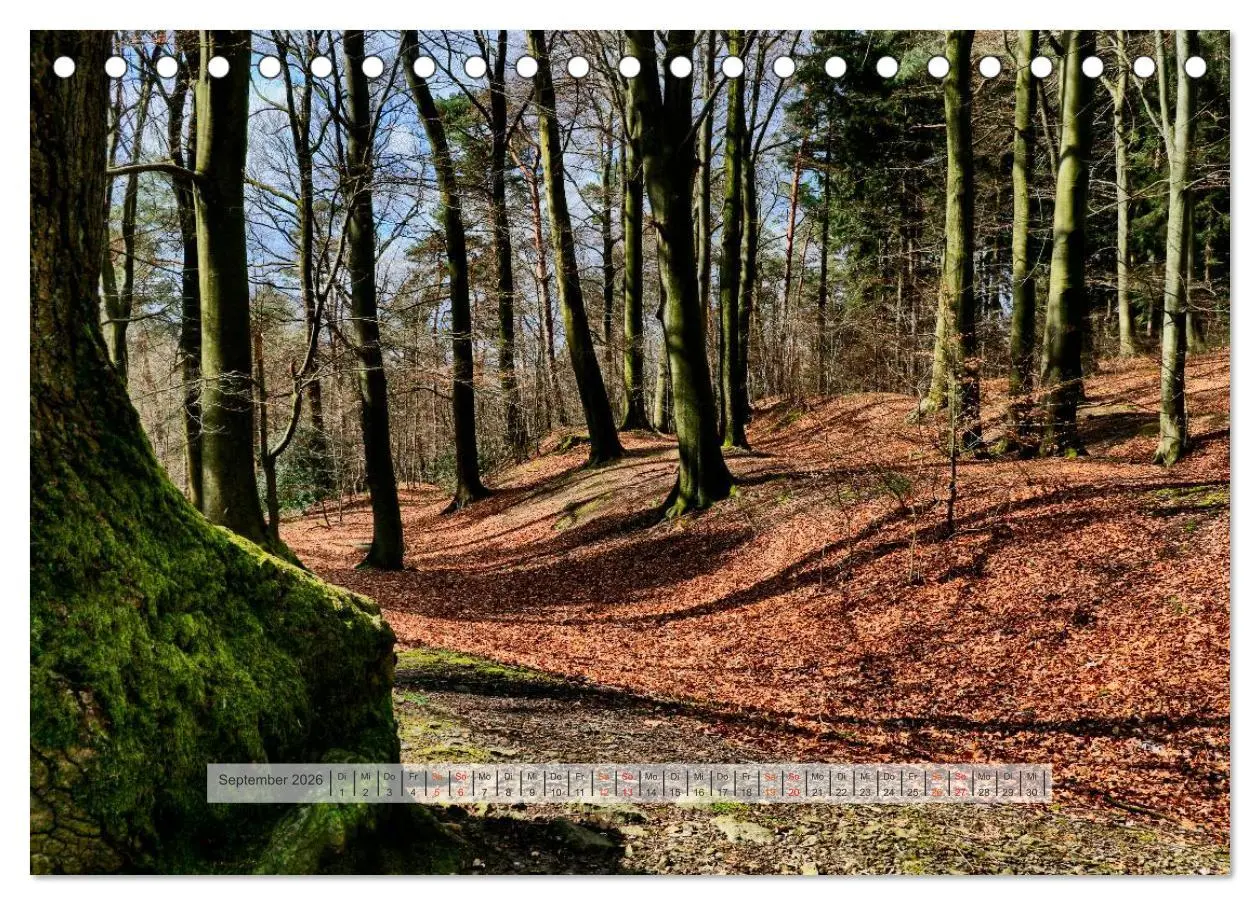 Bild: 9783457909027 | Wald im Bergischen Land 2026 (Tischkalender 2026 DIN A5 quer),...