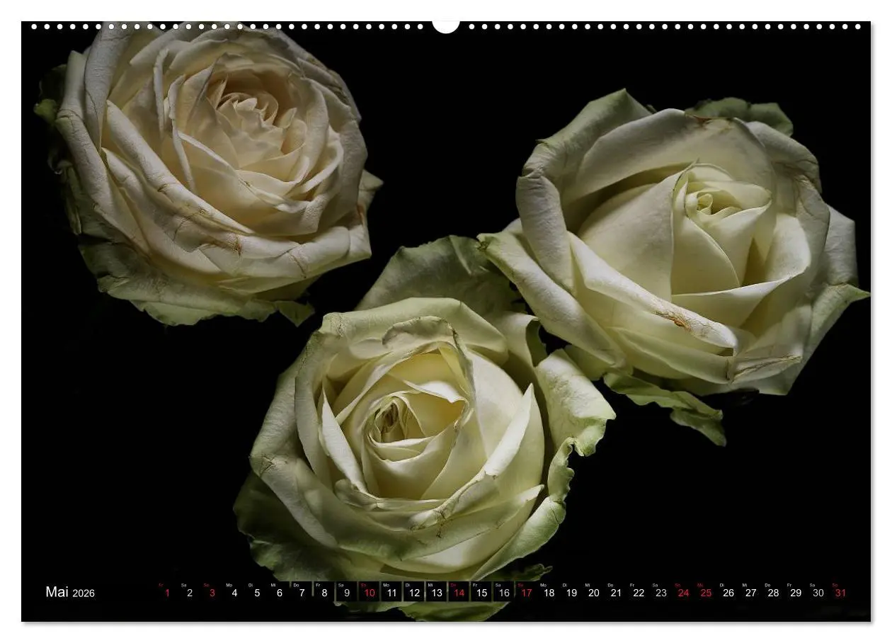 Bild: 9783516169027 | Flowers / 2026 (hochwertiger Premium Wandkalender 2026 DIN A2...