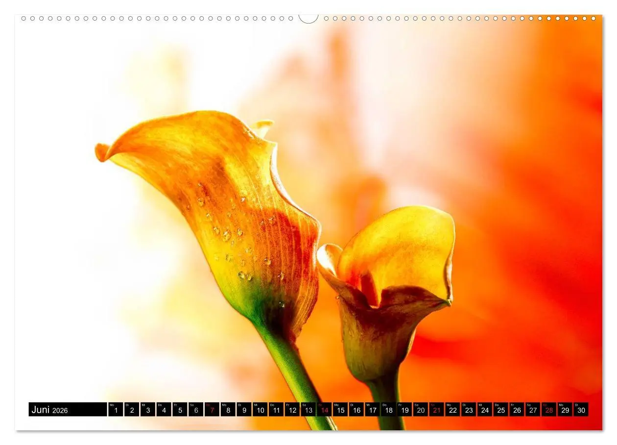 Bild: 9783516169027 | Flowers / 2026 (hochwertiger Premium Wandkalender 2026 DIN A2...