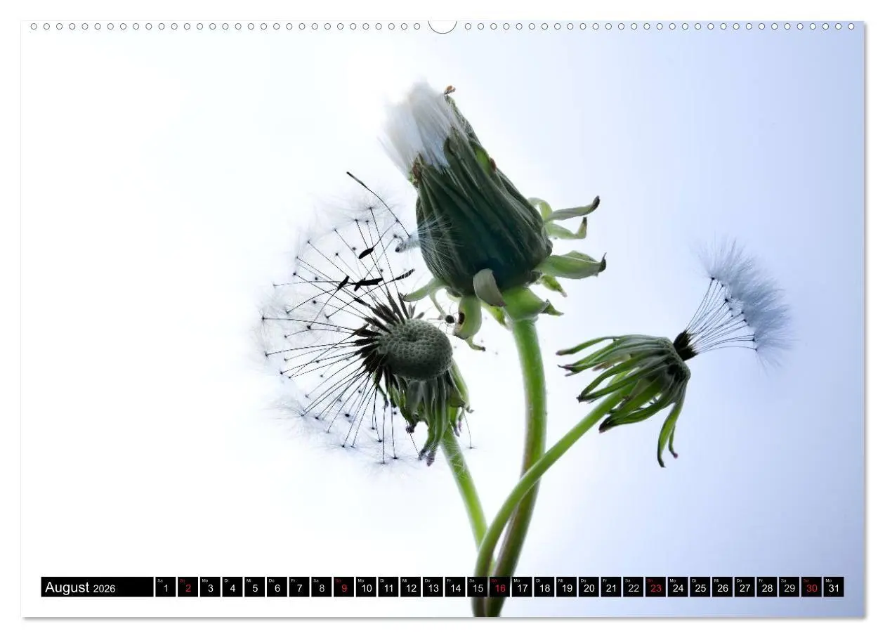 Bild: 9783516169027 | Flowers / 2026 (hochwertiger Premium Wandkalender 2026 DIN A2...