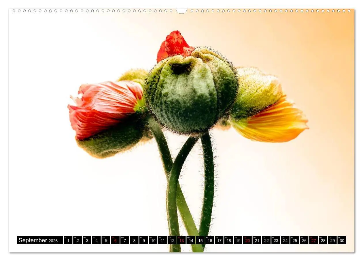 Bild: 9783516169027 | Flowers / 2026 (hochwertiger Premium Wandkalender 2026 DIN A2...