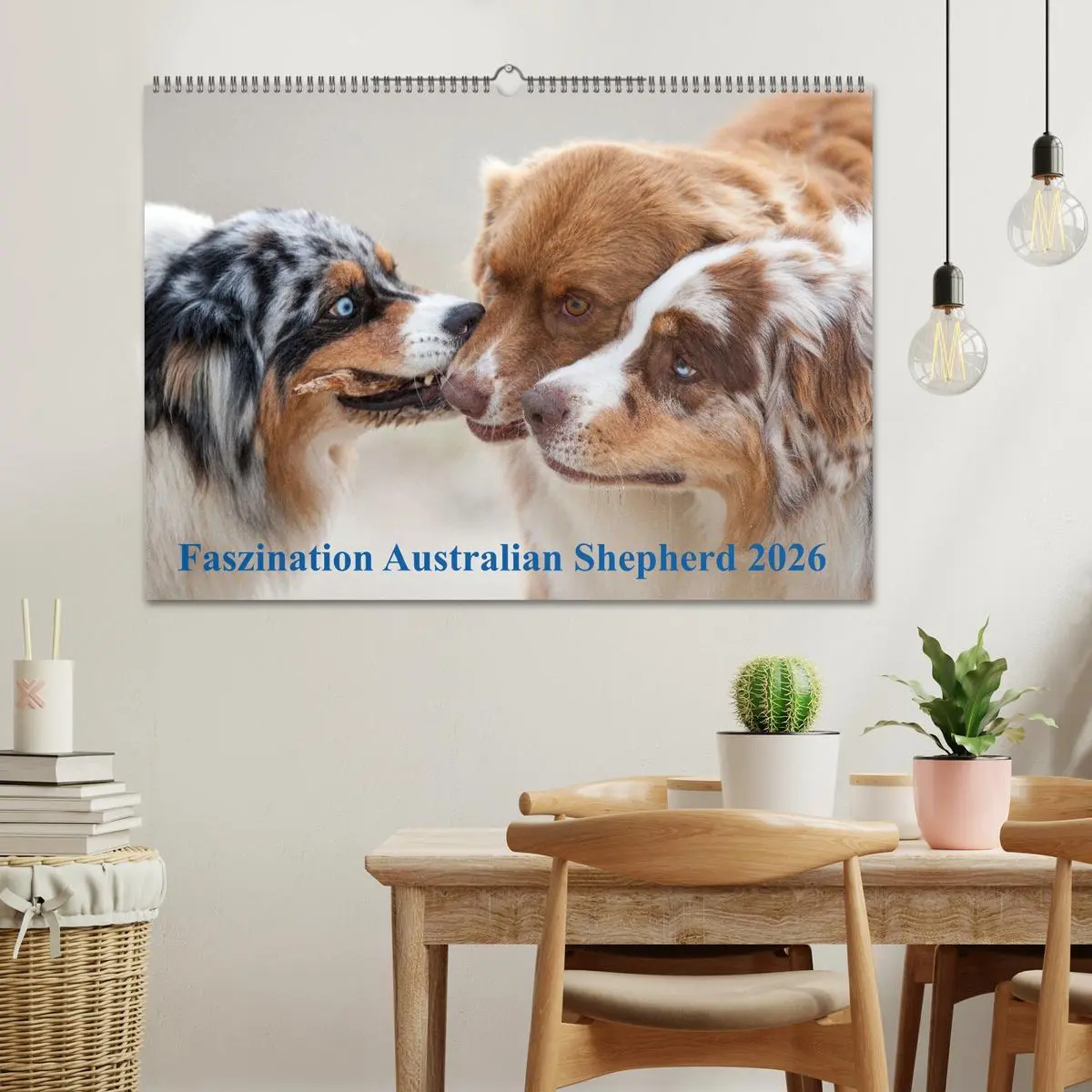 Bild: 9783516239027 | Australian Shepherd 2026 (Wandkalender 2026 DIN A2 quer), CALVENDO...