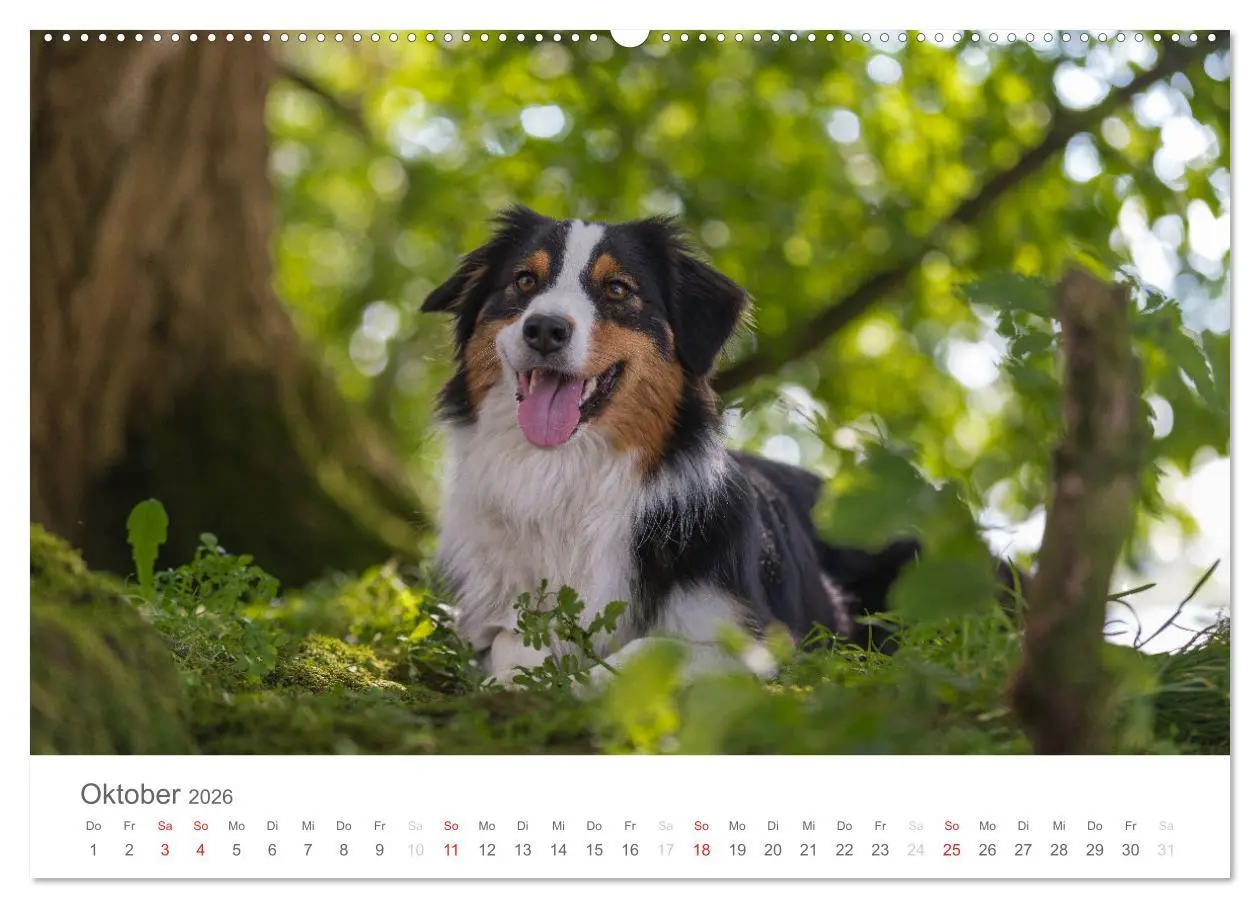 Bild: 9783516239027 | Australian Shepherd 2026 (Wandkalender 2026 DIN A2 quer), CALVENDO...