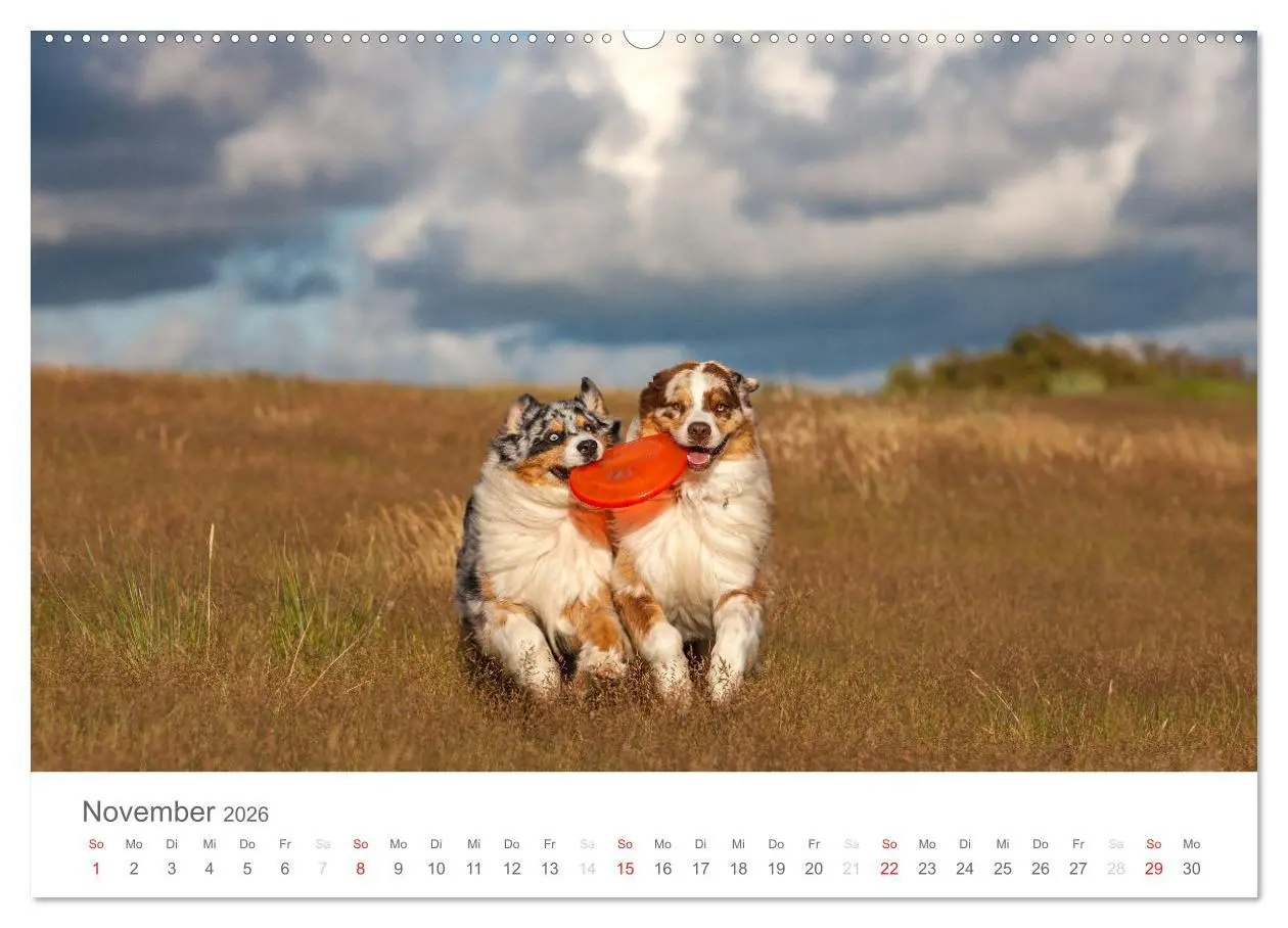 Bild: 9783516239027 | Australian Shepherd 2026 (Wandkalender 2026 DIN A2 quer), CALVENDO...