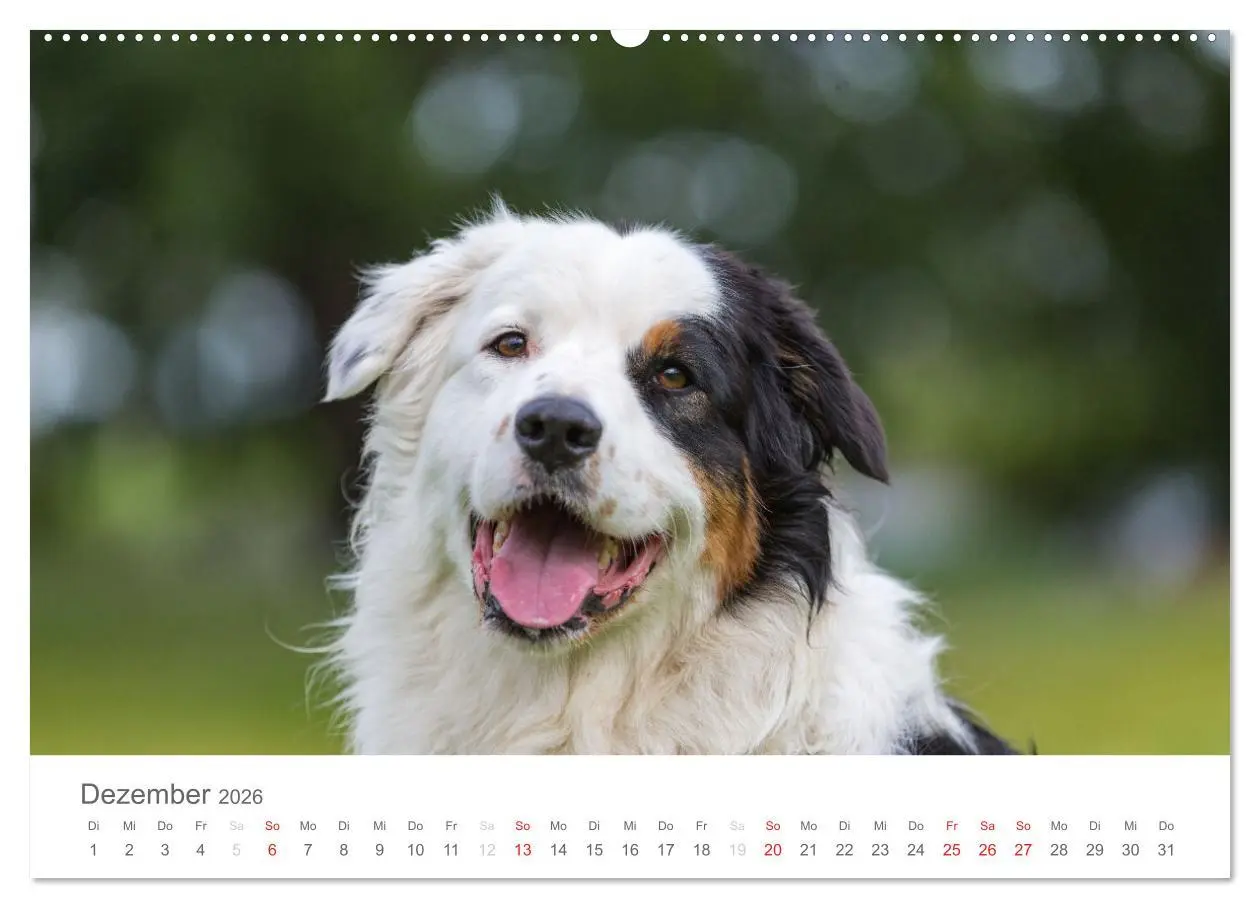 Bild: 9783516239027 | Australian Shepherd 2026 (Wandkalender 2026 DIN A2 quer), CALVENDO...