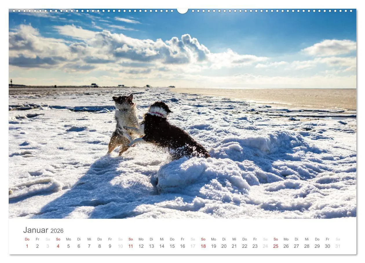 Bild: 9783516239027 | Australian Shepherd 2026 (Wandkalender 2026 DIN A2 quer), CALVENDO...