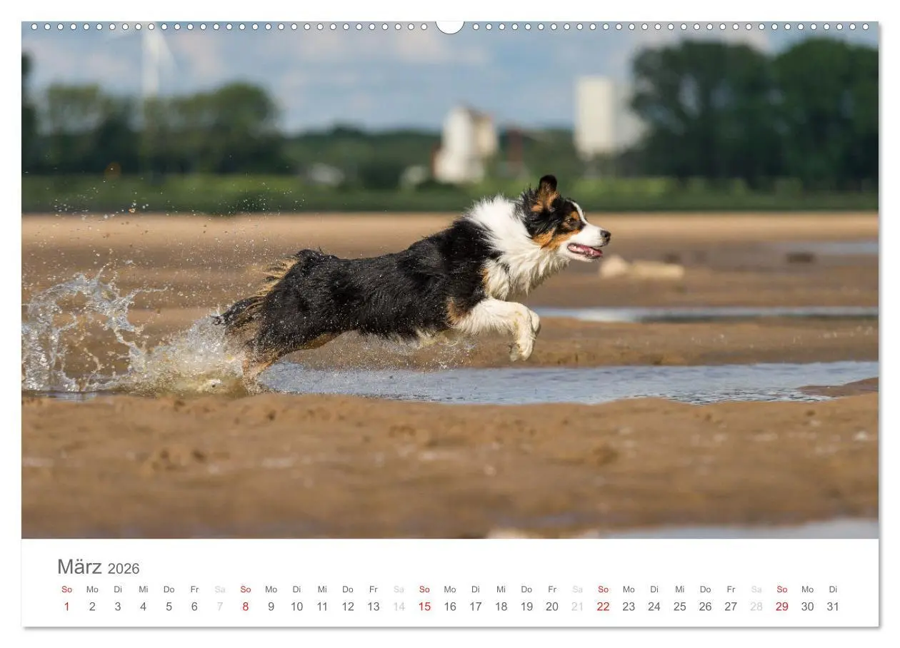 Bild: 9783516239027 | Australian Shepherd 2026 (Wandkalender 2026 DIN A2 quer), CALVENDO...