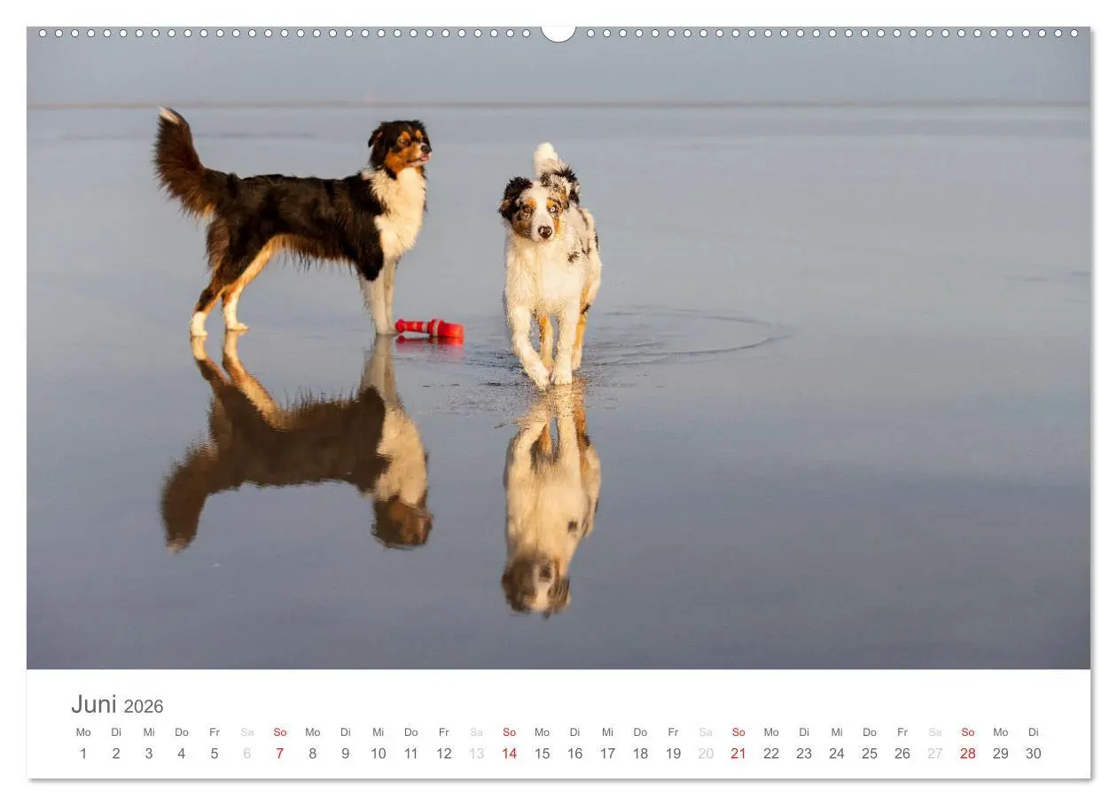 Bild: 9783516239027 | Australian Shepherd 2026 (Wandkalender 2026 DIN A2 quer), CALVENDO...