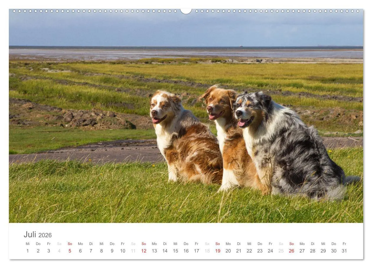 Bild: 9783516239027 | Australian Shepherd 2026 (Wandkalender 2026 DIN A2 quer), CALVENDO...