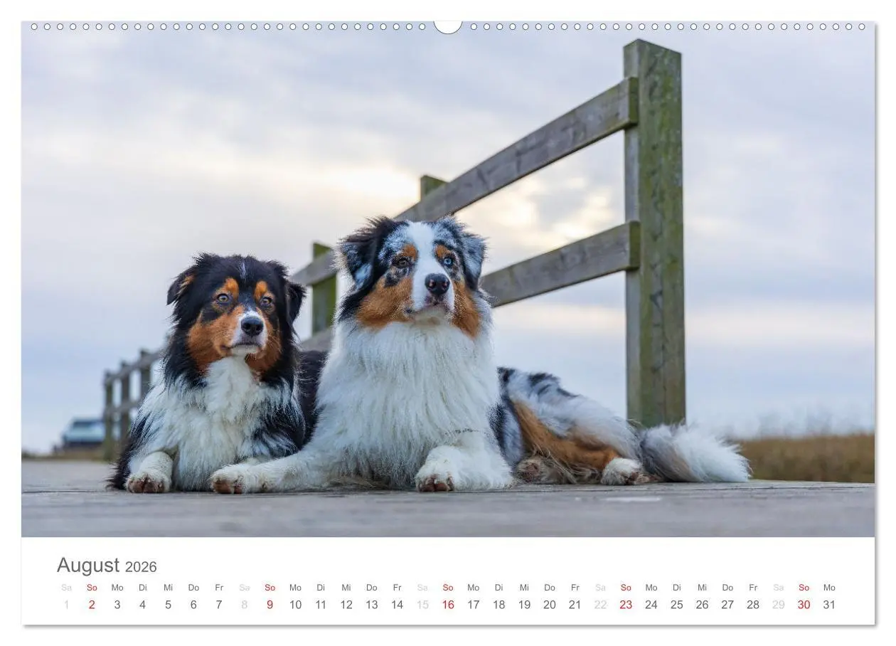 Bild: 9783516239027 | Australian Shepherd 2026 (Wandkalender 2026 DIN A2 quer), CALVENDO...