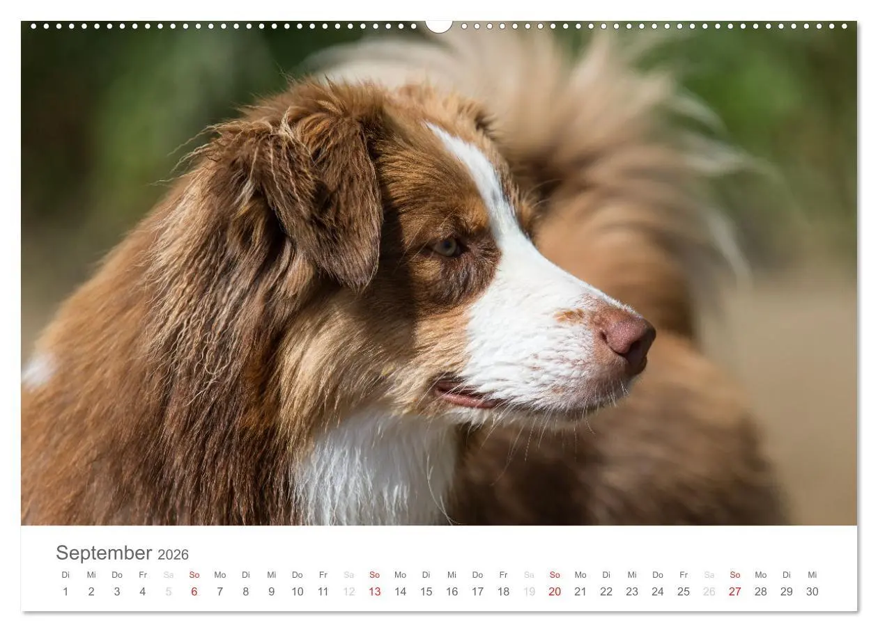 Bild: 9783516239027 | Australian Shepherd 2026 (Wandkalender 2026 DIN A2 quer), CALVENDO...
